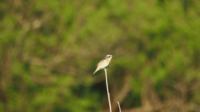 Whinchat (Saxicola rubetra) Wildlife, birdwatching
