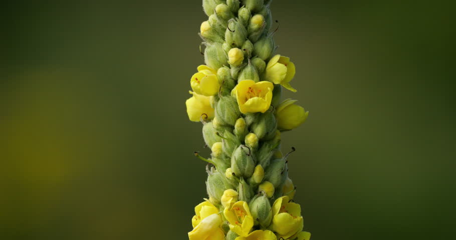 Verbascum nigrum also knowed as black mullein or  dark mullein