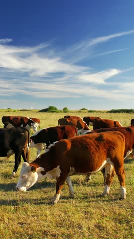 This idyllic rural setting reflects the simple beauty of nature and the quiet harmony of farm life, where the cows move leisurely, enjoying their day in the sun.