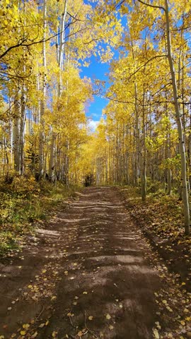 Kebler Pass Aspen Trees Crested Butte Colorado Fall Foliage Drive