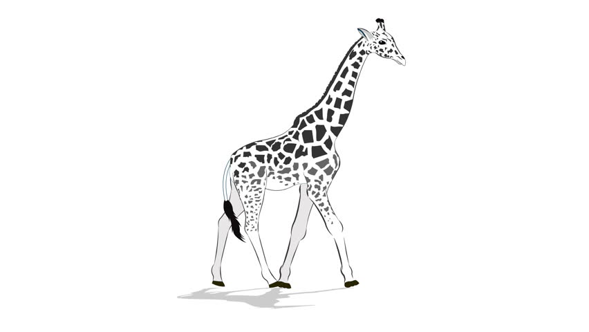 Giraffe walk cycle animation video