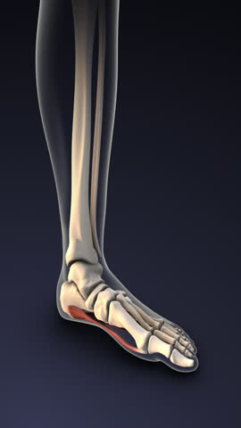 Plantar Fascia Ligament Overstrain and Dysfunction