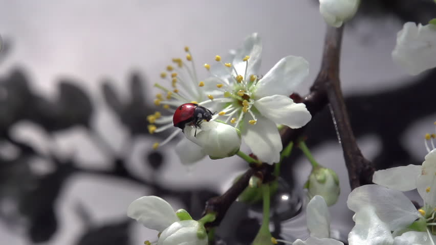 Ladybird and Spring Rain. Blossoming cherry branch bent to the water. Sits on a flower ladybug. Next falling raindrops. Slow Motion