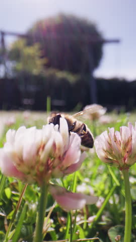 The camera pulls back to reveal a Cape honey bee collecting pollen from Alsike clover, gradually showing the broader scene of the clover patch and the bee's activity within it