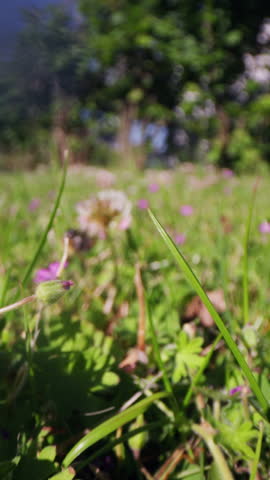 The camera approaches a honey bee on Alsike clover, capturing its detailed activity before the bee takes flight and leaves the scene