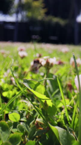 A bee sucking nectar from a flower, showcasing its detailed feeding process and interaction with the bloom