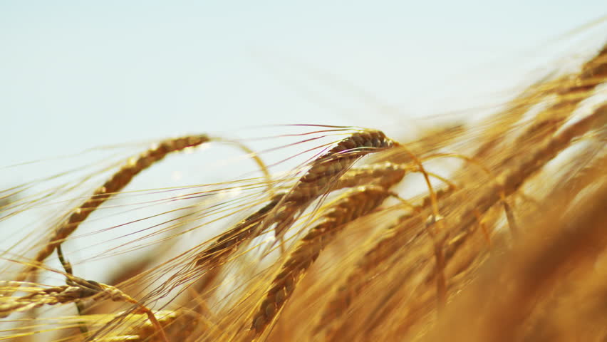 A close-up shot capturing the intricate details of the wheat stalks bathed in sunlight on a clear, sunny day