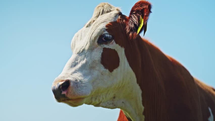 A single cow joins a herd in a lush green pasture under a clear blue sky, capturing a peaceful and natural moment of herd interaction in a vibrant rural setting