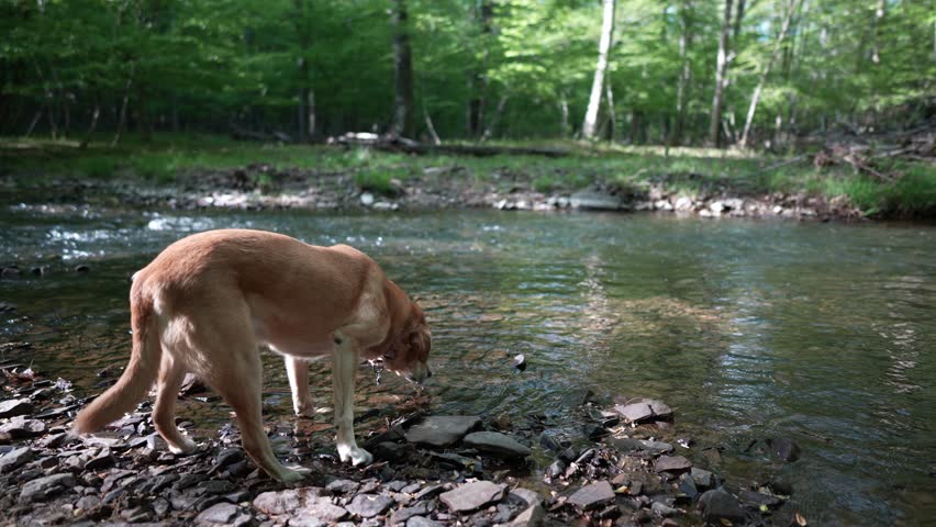 Camera pushes in to senior Golden Labrador Retriever dog drinking water out of creek or river in a forest.