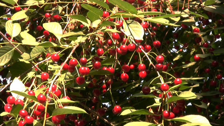 Bright red berries and green leaves of cherry tremble in the wind. Strong