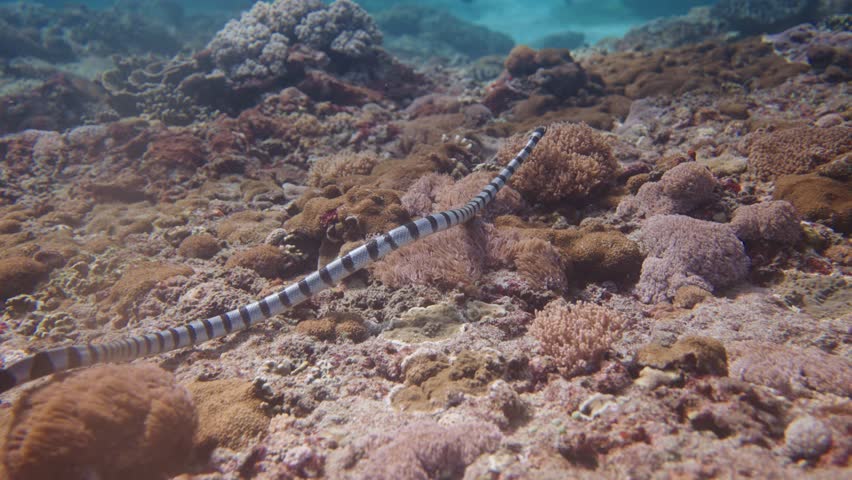 Underwater cinematic close up of a Banded sea krait swimming deep in the clear waters of the ocean along a colourful coral reef as it hunts for prey