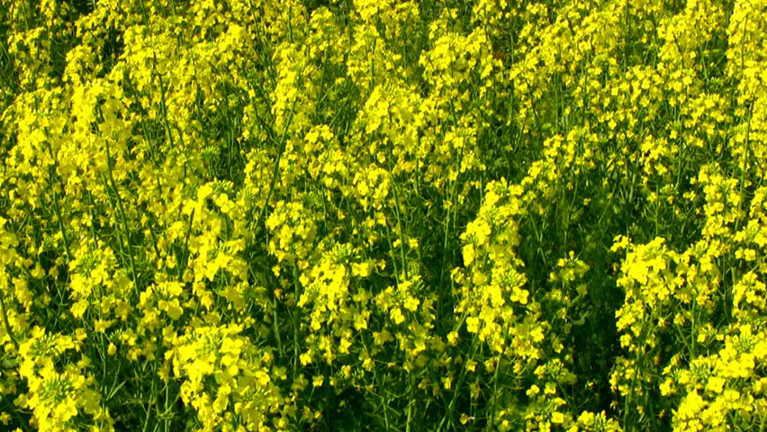 Lots of bright yellow canola tremble in the wind in the sunny day