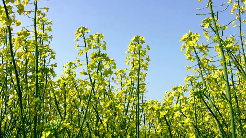 Lots of bright yellow canola tremble in the wind in the sunny day on a