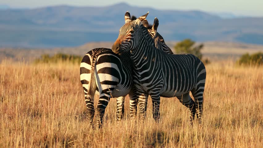 Cape mountain zebras (Equus zebra) in grassland at sunrise, Mountain Zebra National Park, South Africa