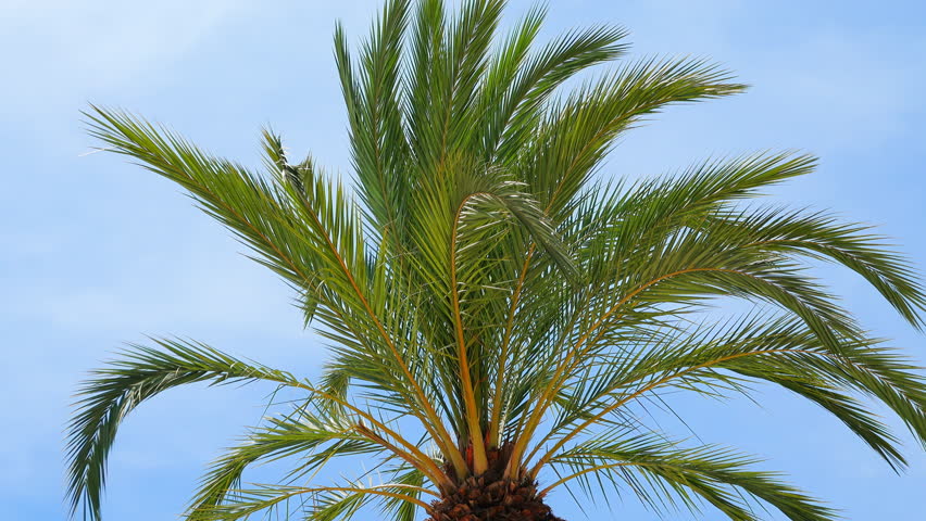 Close up of a palm tree on a blue background