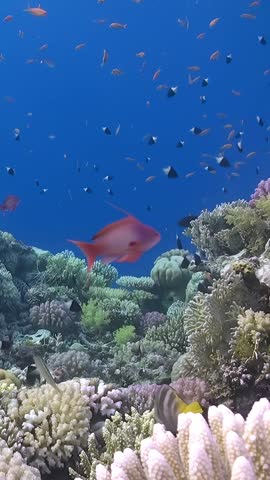 A school of fish swims in a coral reef. The fish are of various colors, including red, orange, and black. The scene is vibrant and lively, with the fish moving in different directions and patterns.