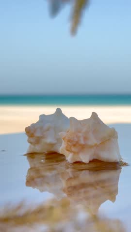 Reflective stone with seashells showcases coastal elegance and beauty. Highlights need for saving sea clean to protect picturesque landscape. Clean beaches ensure tranquility of marine environment