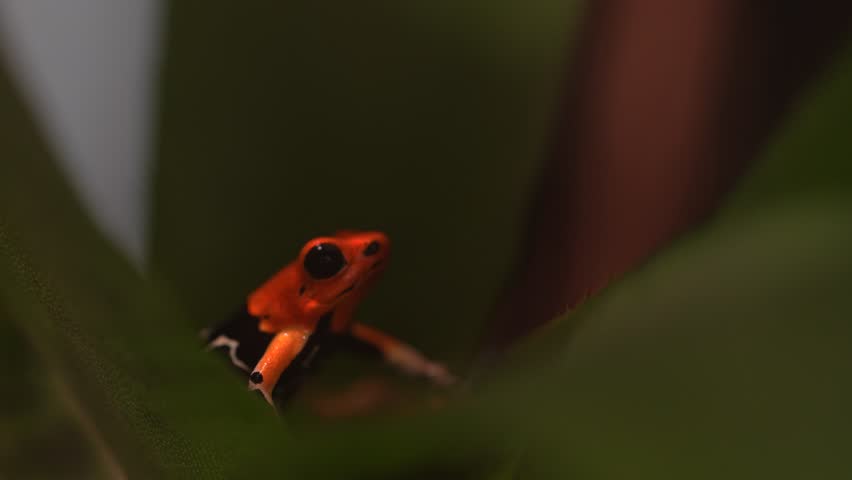 Ranitomeya fantastica Caynarachi, Red-headed poison frog in the nature forest habitat. Dendrobates  frog from endemic Peru, Alto Caynarachi. Beautiful orange amphibian green vegetation, tropic jungle.