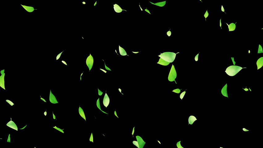 Animated background video of fluttering green leaves ,Loop ,with alpha channel