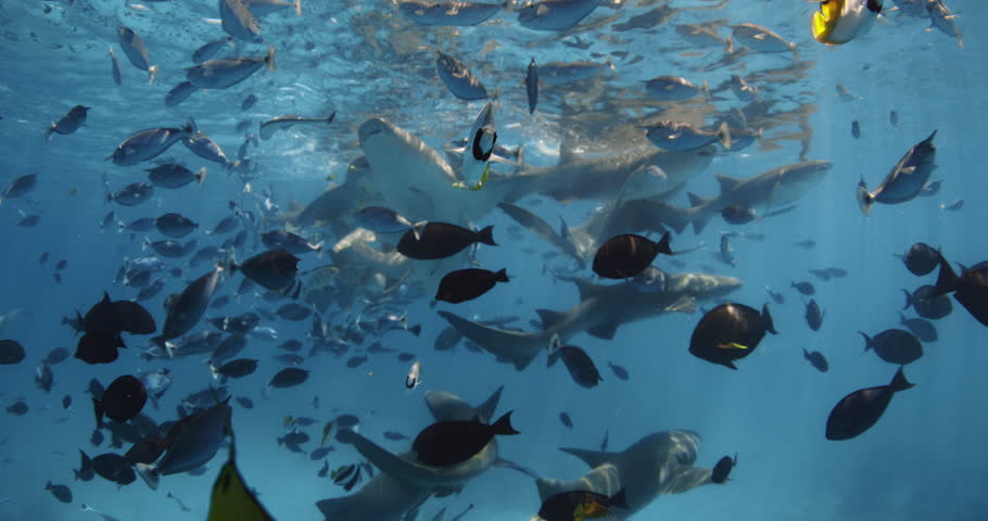 Nurse sharks underwater with tropical fishes in blue ocean. Sharks in tropical sea in Maldives