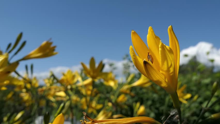 Yellow lily flowers swaying in the wind against blue sky, sun and shadows