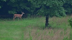 Whitetail doe crossing an overgrown farm field on a summer evening - Powered by Shutterstock - Get 15% off with code: PIKWIZARD15