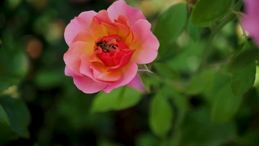 Slow motion close-up of bee buzzing around inside of pink rose flower in gardens of Portland Oregon USA America nature outdoors insects plants honeybee wildlife