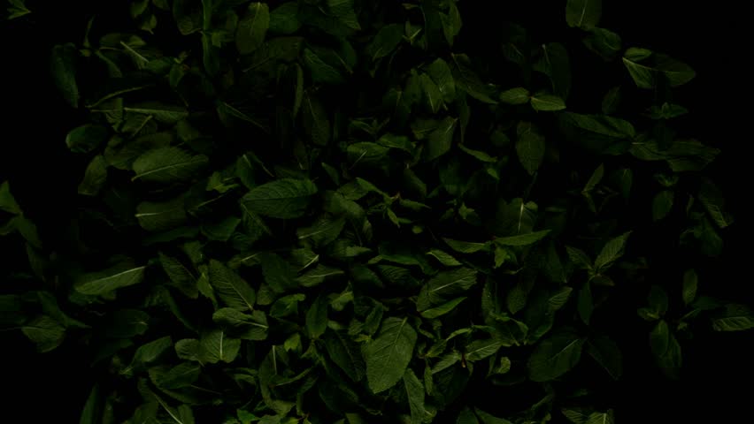 Super Slow Motion of Flying Fresh Mint Leaves. Filmed on High Speed Cinema Camera, 1000 fps.