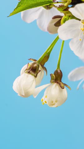 Vertical video of cherry tree flowers blooming in blue sunny day Time lapse