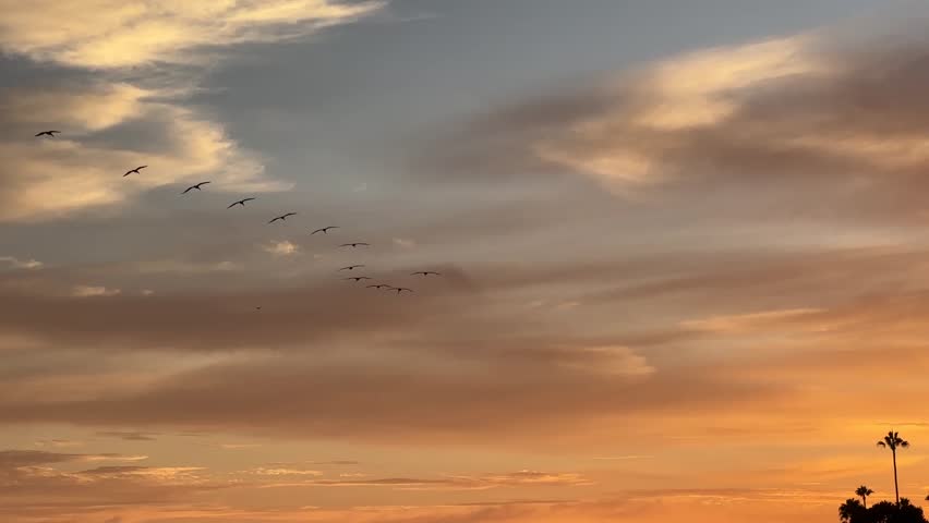Laguna Beach Sunset, Seabirds Soaring Across The Sky.