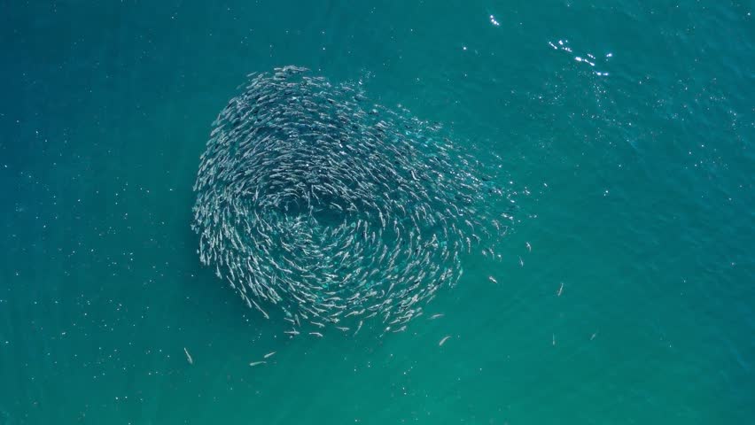 A large group of schooling fish swimming in the same direction creating a circle pattern. Drone animal behaviour capture