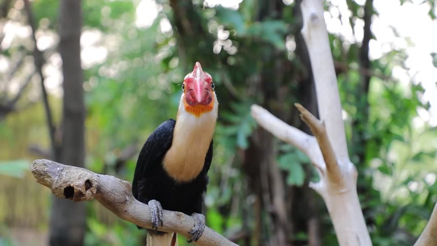 The toco tukan (Ramphastos toco) is a known species of bird in the tukan family. Writhed hornbill (Aceros leucocephalus)
