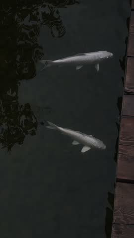 Two white koi carp in a pond in the park