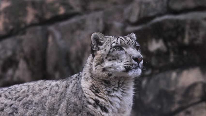 Snow Leopard licks lips bearing its teeth and then stares directly at camera.