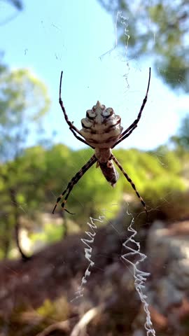 A large spider standing in the middle of its web, holding a prey between its claws after wrapping it in its threads.