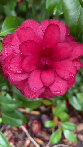 Camellia plant Beautiful deep red flower bloom of 
Camellia with water droplets