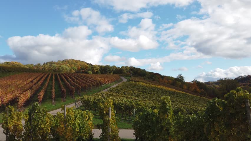 Pan through beautiful autumn-colored vineyards