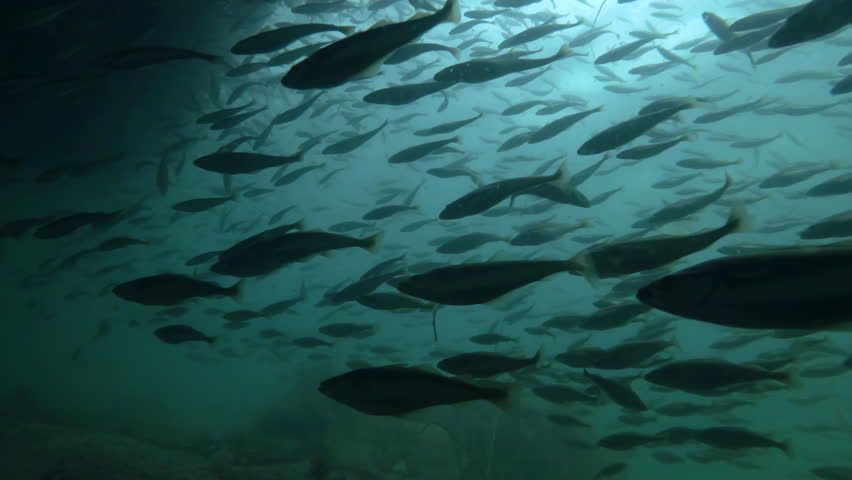 Large school of Cod fish swims underwater in shallow water on shore zone, Slow motion, Close-up, Black cod fish or Smallscaled Cod (Notothenia microlepidota)