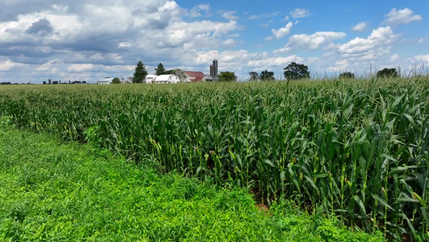 Corn field and rural USA farm during summer. Tassels blowing in wind on beautiful day. Green farmland and quaint homestead.