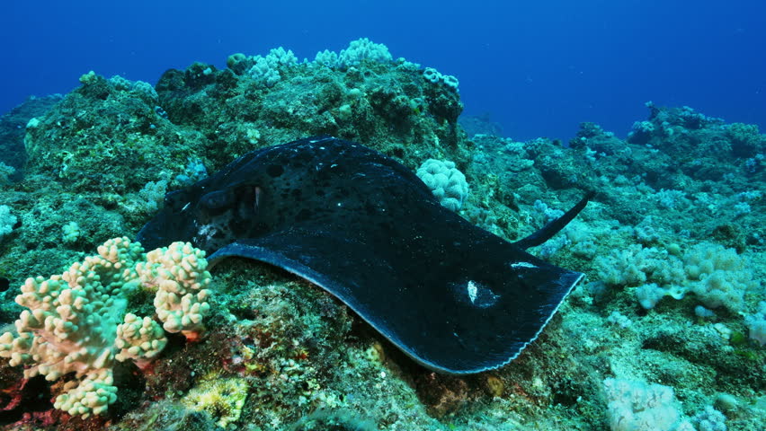 A magnificent Round Ribbontail Ray gently turns toward the camera and then swims of on the volcanic ocean floor.