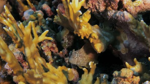 leopard pliny hides in the coral reef
