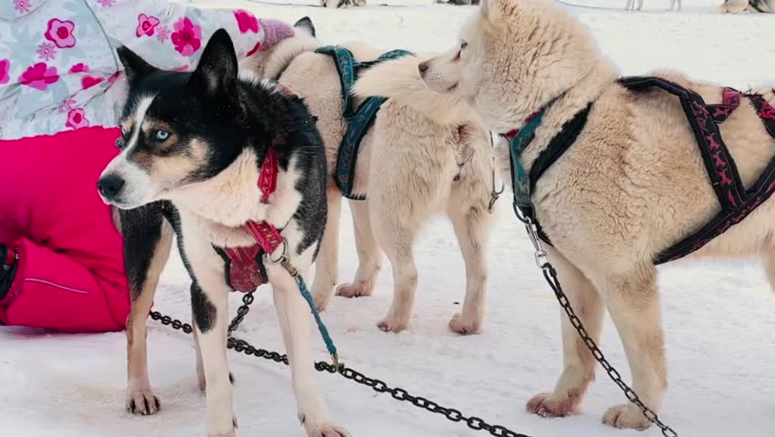 A woman is pulling a sled with three dogs on it. The dogs are wearing harnesses and are all white