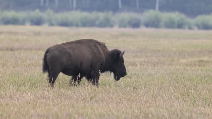 Solitary Buffalo Grazing in the Prairie