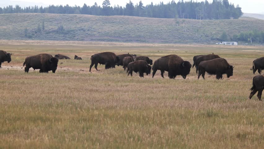4K Bison Herd Moving in Yellowstone National Park