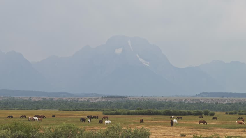 Horses with the Grand Teton Mountains in the Background