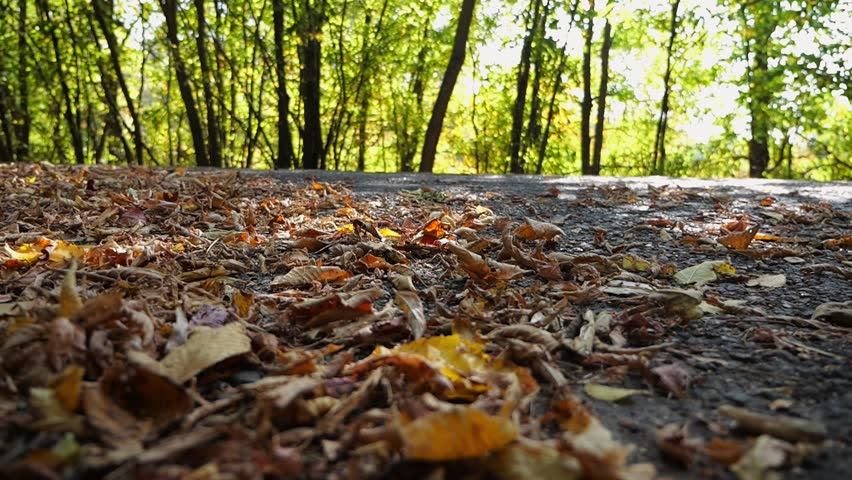 Powerful electrical car crossing through alley. Black electric sedan driving fast along an empty road on yellow leaves. Colorful autumn foliage flying out from under wheel of auto. Low view