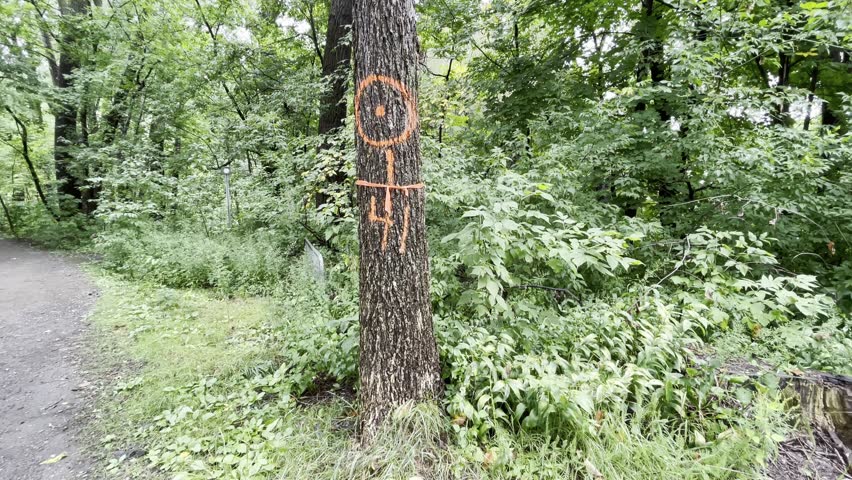 A tree marked with paint to be cut down by a pruner in a wooded park.