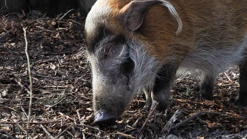 portrait of a river pig chewing its food