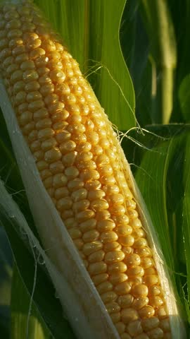 harvesting corn cobs vertical video. sweet corn produce, sweet corn at grocery store or farmers markets. vegetable crops vertical video. healthy food, organic crops