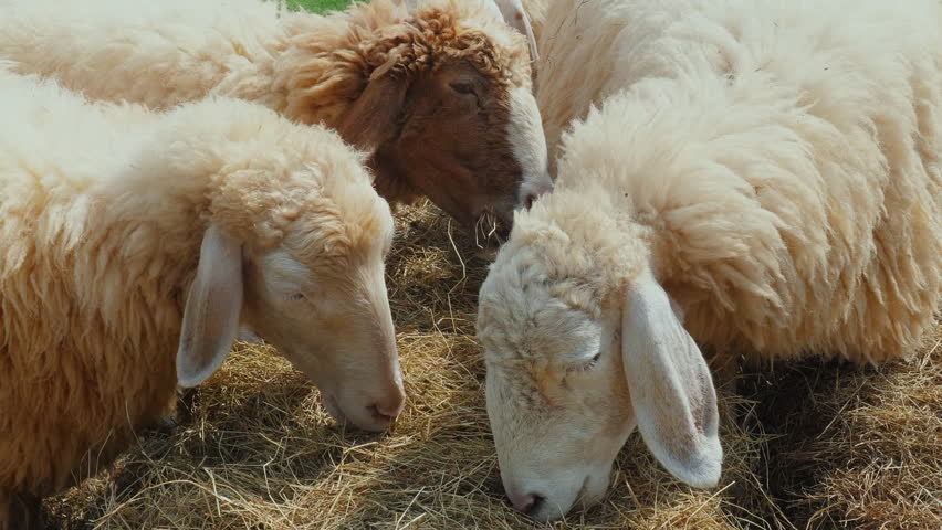 Flock of sheep grazing on hay in pasture, farm life, agriculture, and livestock care.